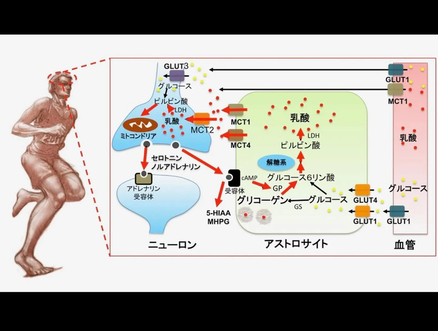 加圧トレーニングで脳を活性化🧠