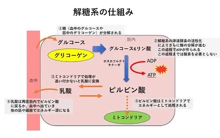 加圧トレーニングの乳酸効果